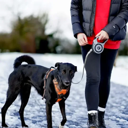 Dog Walkers